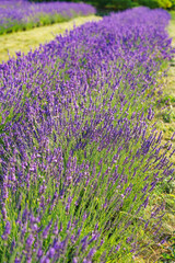 Obraz premium Lavender bushes in row, blooming under warm sunlight in peaceful purple and green summer field with soft sunset lignt background. Landscape, natural background, herbal wallpaper