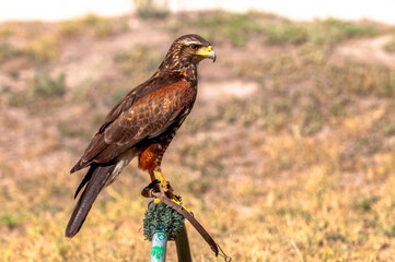 Harris's Hawk Perched on Alert for Airport Wildlife Control Training