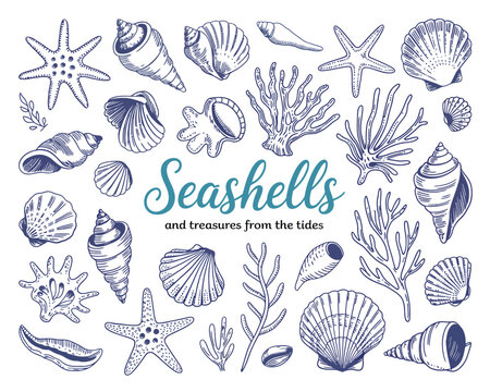Seashell Vector Clipart Set &ndash; Hand-Drawn Ocean-Inspired Whimsical Shells in Doodle Style, Perfect for Beach Decor, Sea-Themed Prints, Scrapbooking, and Digital Creative Design Use

