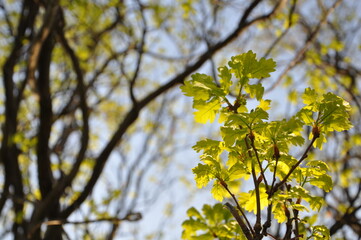 Oak tree with young leaves against a blue sky. Fresh green.