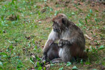Barbary macaque (Macaca sylvanus)