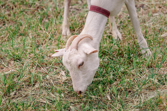 Domestic goat grazing peacefully on lush green grass in a sunny field, embodying tranquility and the charm of rural life