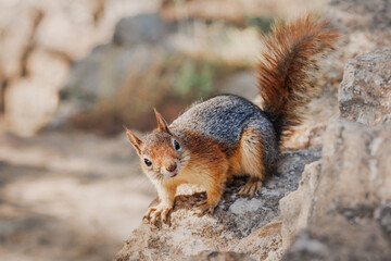 Caucasian squirrel resting on a stone, with rocky terrain and wild nature