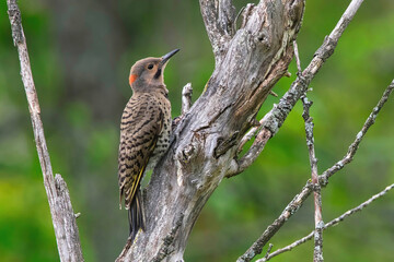 Northern Flicker in profile.