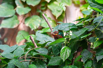 A beautiful panther chameleon closeup