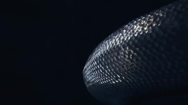 Serpentine Texture in Darkness: A close-up study revealing the intricate scales and the coiled form of a snake against a dark and evocative backdrop.