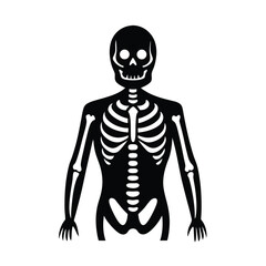 vector illustration of a human skeleton
