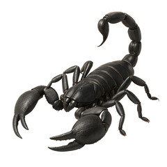 scorpion isolated on white background