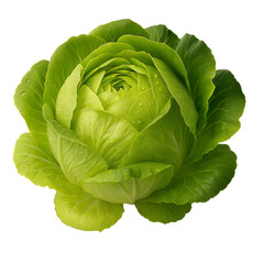 cabbage isolated on white background