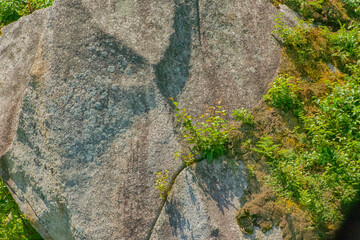 moss on stone wall