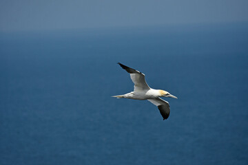 Gannet bird Bempton Cliffs North Sea	