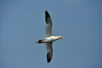 Gannet bird Bempton Cliffs North Sea	
