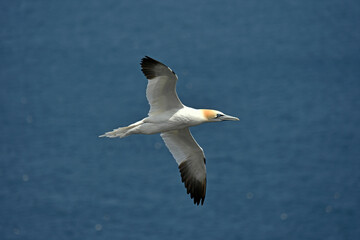Gannet bird Bempton Cliffs North Sea	