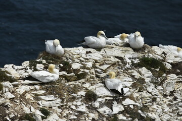 Obraz premium Gannet bird Bempton Cliffs North Sea 