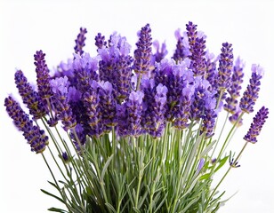 Obraz premium isolated lavender flowers with green stems no background present