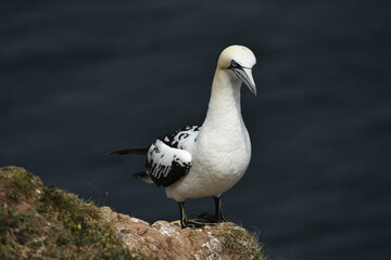 Gannet bird Bempton Cliffs North Sea	