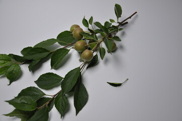 Apple tree branch with unripe apples on white background, close-up.