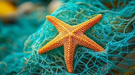 Vivid Coastal Scene Featuring Caribbean Starfish Resting on an Abandoned Fishing Net Under Natural Sunlit Skies