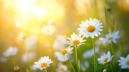 Vivid natural meadow with blooming chamomile and daisy flowers in sunlit summer ambience