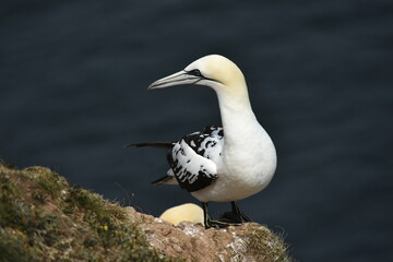 Gannet bird Bempton Cliffs North Sea	