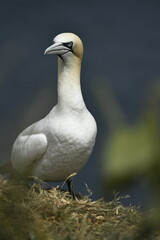 Gannet bird Bempton Cliffs North Sea	