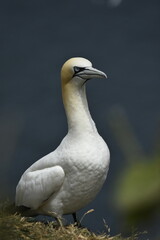 Gannet bird Bempton Cliffs North Sea	