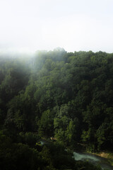 Spring Bloom - Forest Bluff