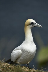 Gannet bird Bempton Cliffs North Sea	