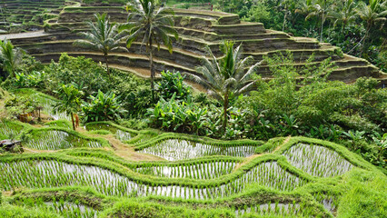 Landscape with  Rice terraces Bali