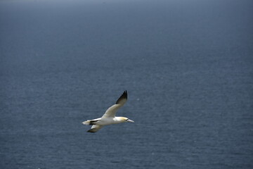 Gannet bird Bempton Cliffs North Sea	