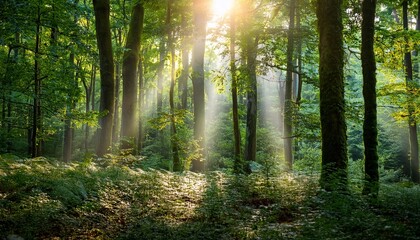 Obraz premium mindfulness concept sunlight filters through a dense forest canopy creating a serene and mystical atmosphere