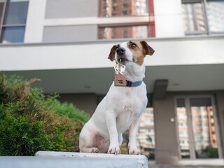 Jack Russell Terrier Dog Holding Apartment Keys. 
