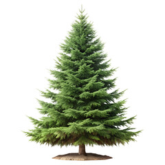 A tall full evergreen conifer tree with lush green needles on a transparent background