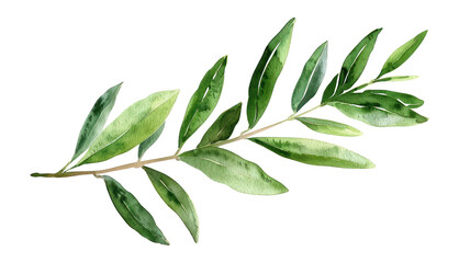PNG Olive branch illustration watercolor leaf.
