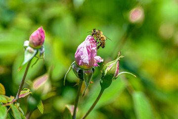 Closeup on a bee sitting on a rose bud