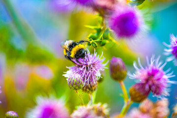 Closeup on a bee sitting on flower