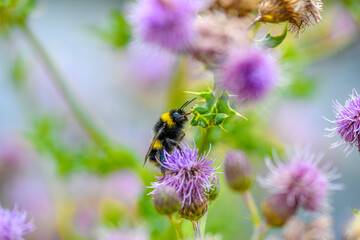 Closeup on a bee sitting on flower