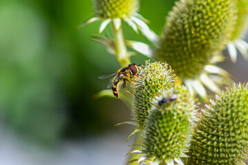 Hoverfly on flower