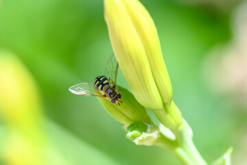 Hoverfly on flower