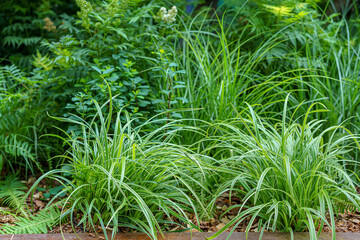 Dense green plants intertwine into a compact mass, forming a harmonious natural texture. Light and shadow on the leaves convey a sense of calm and freshness.