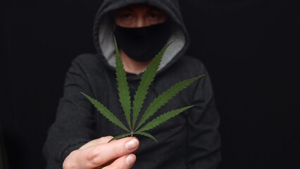 The cannabis plant is in the hands of a criminal. Drug addiction from smoking cannabis, THC...