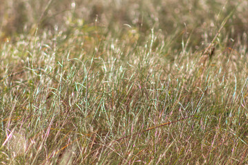 green grass background