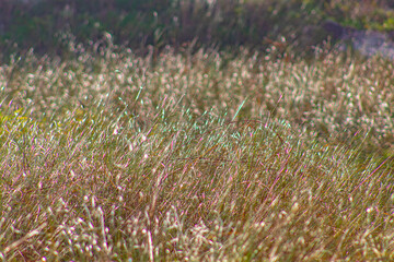 lavender field in the wind