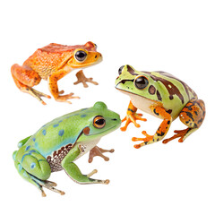 Naklejka premium Three colorful frogs on a black background. The frogs include a bright orange frog, a green frog with spots, and a striped green and yellow frog. They are positioned closely together.