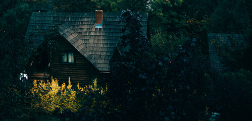 Tranquil scenes of a pond with lilies, cat portrait in shadow, and sunlit leaves. Quiet moments from everyday nature.
