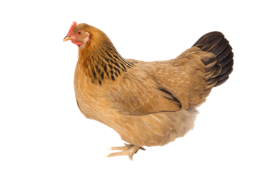 red adult hen isolated on white background, png, ai generated.