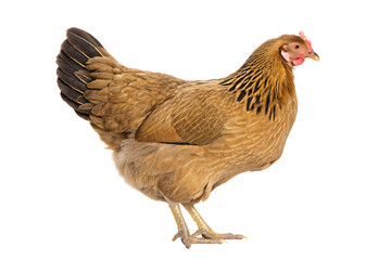 Fototapeta premium red adult hen isolated on white background, png, ai generated.