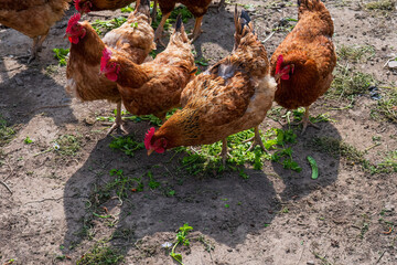 Free-range chickens foraging on farm ground
