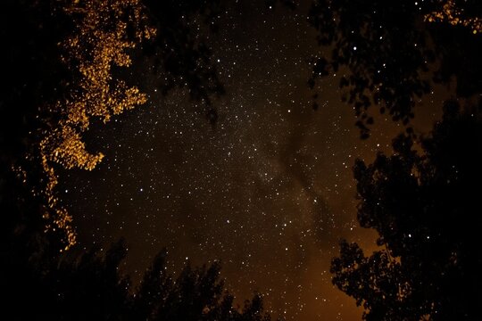 Exploring the vast cosmos filled with stars on a clear night under a canopy of trees, Night sky traveling trough universe filled with stars, nebulae and galaxies HD Videop