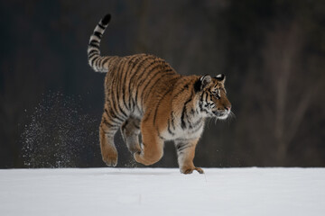 Siberian Tiger running in snow. Beautiful, dynamic and powerful photo of this majestic animal. Set in environment typical for this amazing animal. Birches and meadows